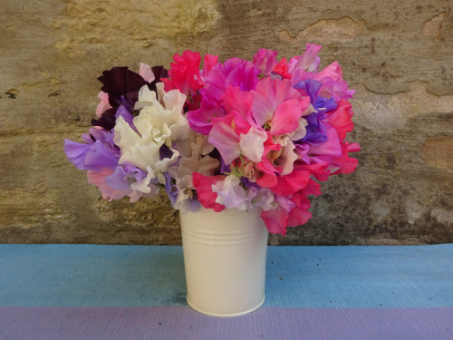 Sweet pea voorbereiding 5