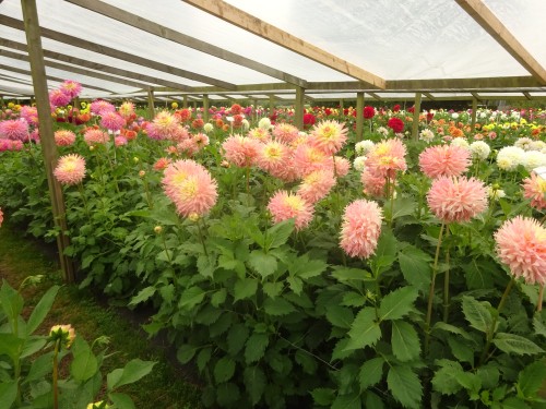 Gratis haakpatroon met videotutorial: Dahlia Deken 9 Dahlia deken Attic24 Introductie 10