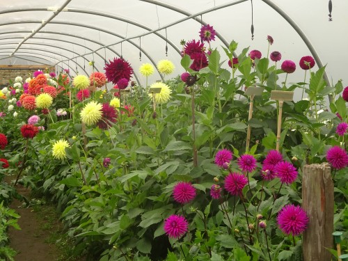 Gratis haakpatroon met videotutorial: Dahlia Deken 10 Dahlia deken Attic24 Introductie 11