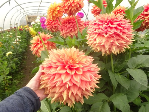 Gratis haakpatroon met videotutorial: Dahlia Deken 11 Dahlia deken Attic24 Introductie 12