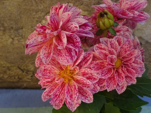 Gratis haakpatroon met videotutorial: Dahlia Deken 2 Dahlia deken Attic24 Introductie 3