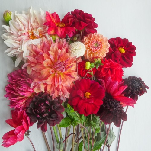 Gratis haakpatroon met videotutorial: Dahlia Deken 4 Dahlia deken Attic24 Introductie 5