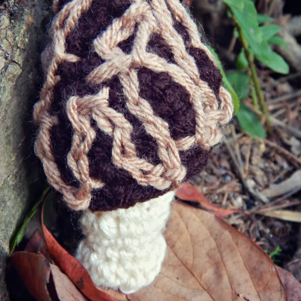 Morel Paddenstoel 37 Morel Paddenstoel