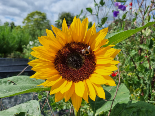 Sungold Week 2 3 Sungold Week 2 3