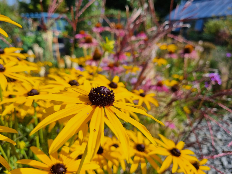 Sungold Week 2 4 Sungold Week 2 4