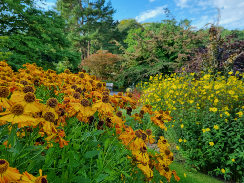 Sungold Week 2 5 Sungold Week 2 5