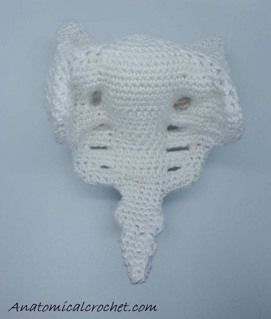 Heiligbeen en stuitbeen 1