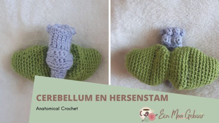 Cerebellum en hersenstam haken