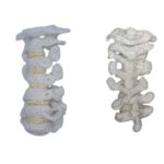 Nekwervels haken 244 Gratis haakpatroon Nekwervels haken - Decoratie, Menselijk lichaam - Anchor Creativa Fino, Rico Essentials #10 katoen - ha...