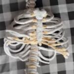 Ribben haken 194 Gratis haakpatroon Ribben haken - Decoratie, Menselijk lichaam - haaknaald 2 mm, 2.5 mm
