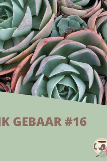 Kleurrijk Gebaar #16 - Vetplantjes 7 Kleurrijk Gebaar #16 Vetplantjes
