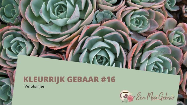 Kleurrijk Gebaar #16 – Vetplantjes