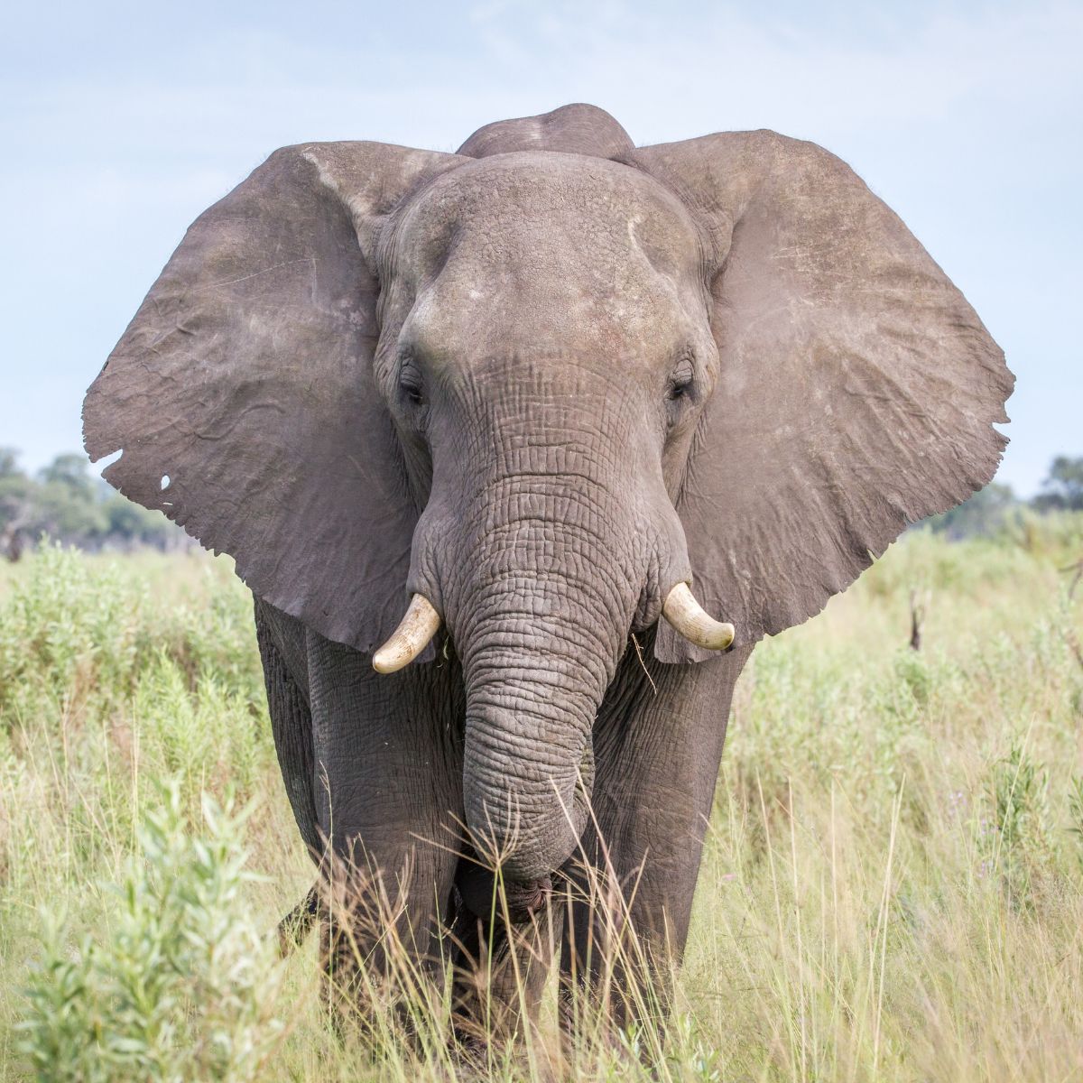 De Internationale Dag van de Olifant haakpatronen