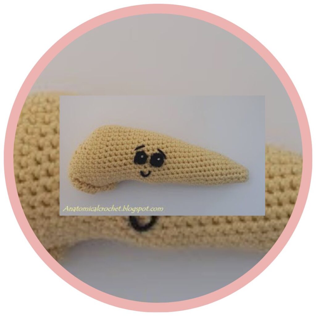 Alvleesklier haken Anatomical Crochet Galerij