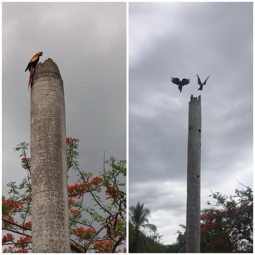 Pura Vida - Deel 7, 8 en 9 9 image 13