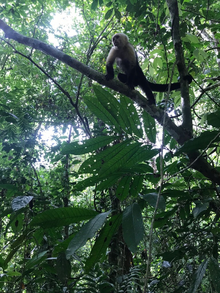 Pura Vida - Deel 7, 8 en 9 10 image 14