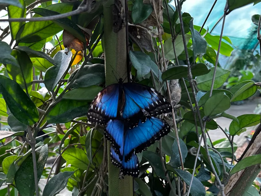 Pura Vida Laatste week 11