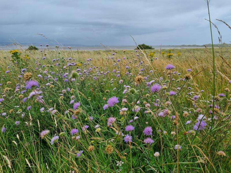 Wilde Kust Deken Introductie 10