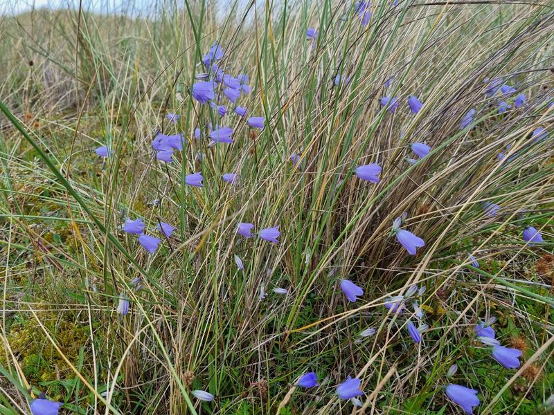 Wilde Kust Deken Introductie 11