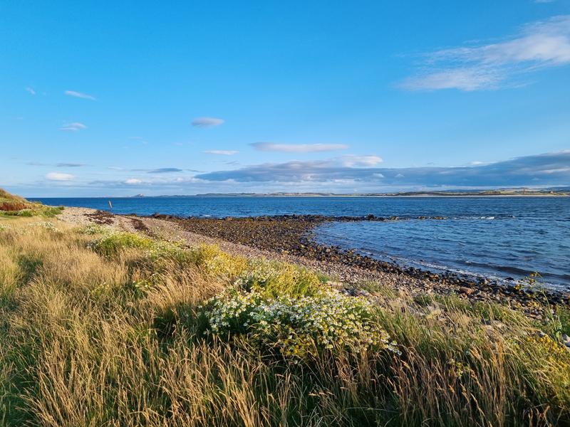 Wilde Kust Deken Introductie 19