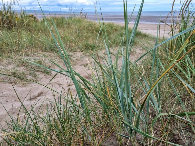 Wilde Kust Deken Introductie 7