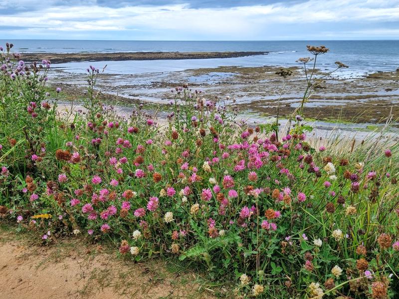Wilde Kust Deken Introductie 9