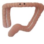 Dikke Darm Haakpatroon 60 Gratis haakpatroon Dikke Darm Haakpatroon - Decoratie, Menselijk lichaam - Anchor Creativa Fino - haaknaald 2 mm, 2.5 mm